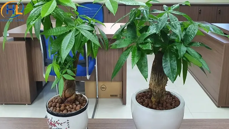 Đi khai trương nên tặng gì? Gợi ý 20 món quà ý nghĩa nhất